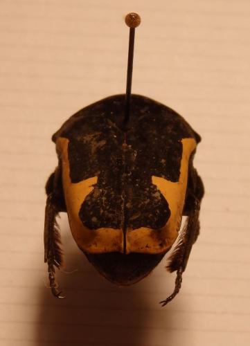 Gymnetis holosericea